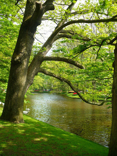 P1140534 - Keukenhof