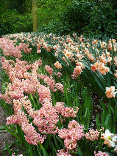 P1140560 - Keukenhof