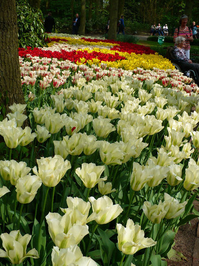 P1140563 - Keukenhof