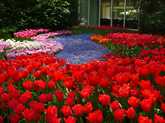 P1140564 - Keukenhof