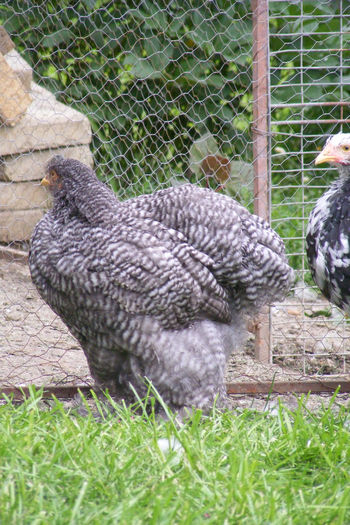 PUICUTE COCHIN (11) - 1c___PUICUTE COCHIN 2014