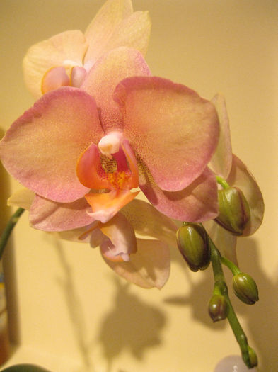 Venetian Peach Delight