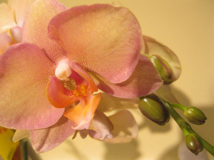 Venetian Peach Delight - orhidee 2014