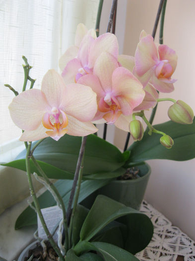 Venetian Peach Delight - orhidee 2014