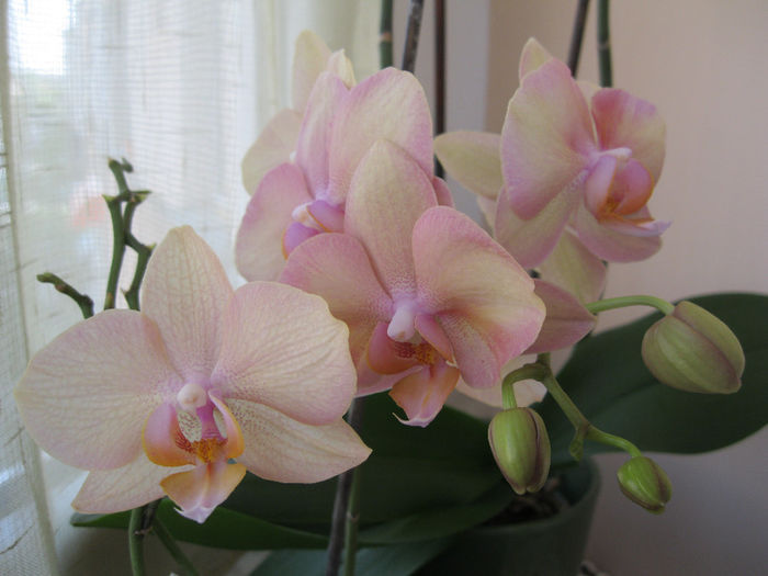 Venetian Peach Delight