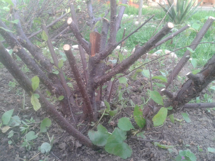 Tunsoarea Prunusului_29.04.2014 - xIntrebare-E normal la prunus