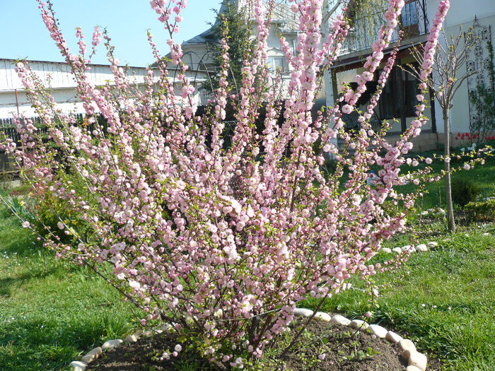 Prunusul inflorit 2014 - xIntrebare-E normal la prunus