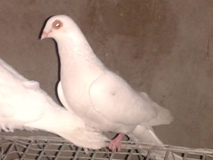 luat de uliu pe 08.05.14