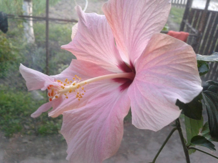 2014-04-29 20.12.13 - hibiscus