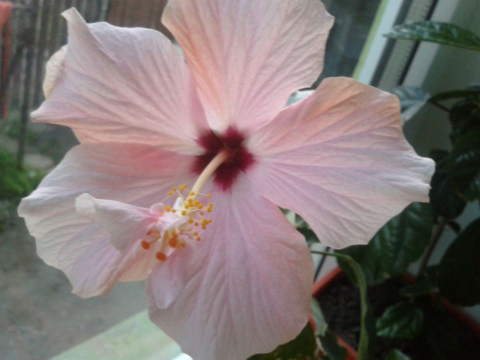 2014-04-29 20.11.59 - hibiscus