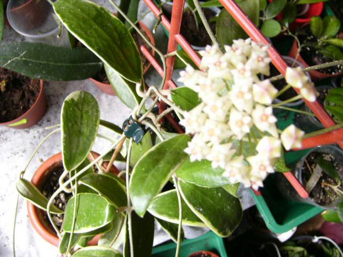 Hoya Verticilata Albomarginata