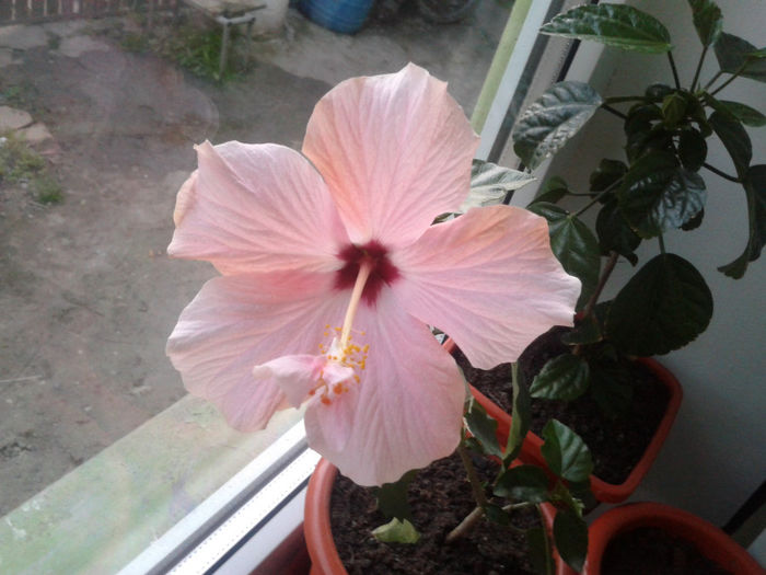 2014-04-29 20.11.51 - hibiscus