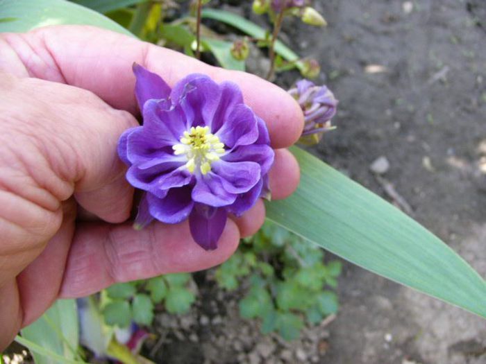 Aquillegia