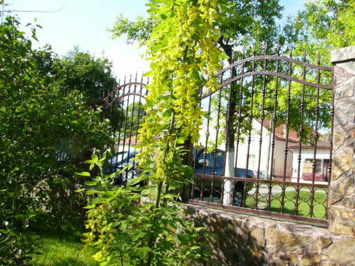 Laburnum