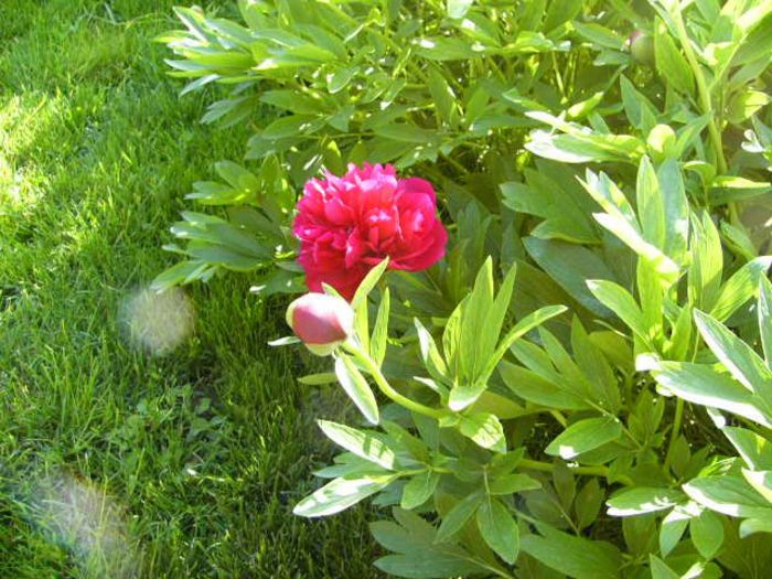 P1200409