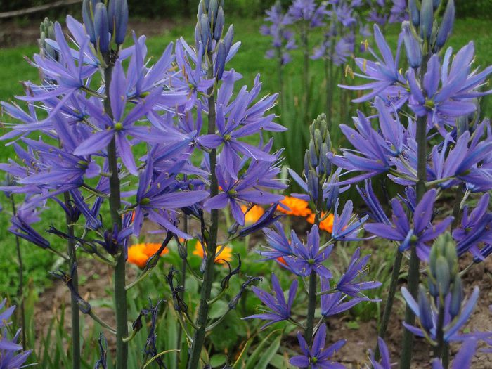 Camassia - Zambila salbatica - Bulboase