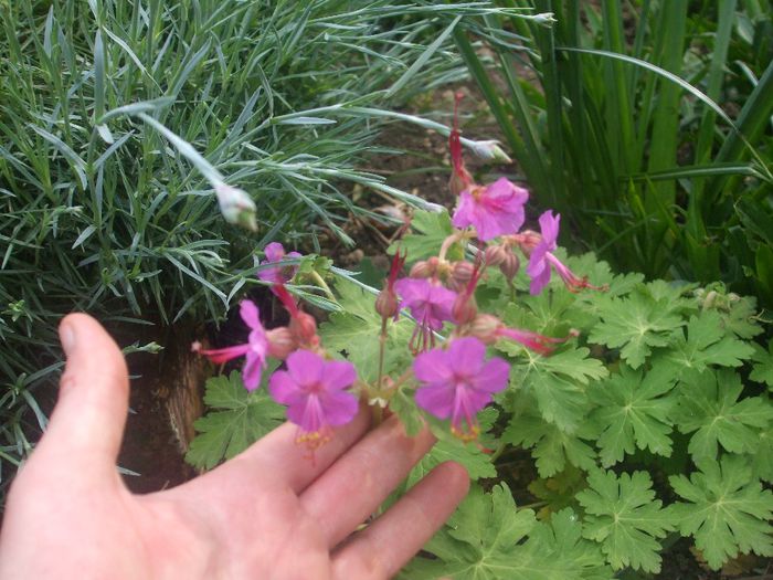 Geranium Czakor