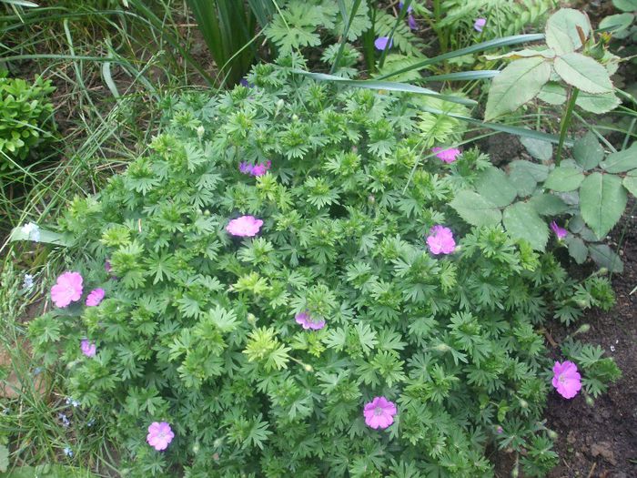 Geranium sanguineum