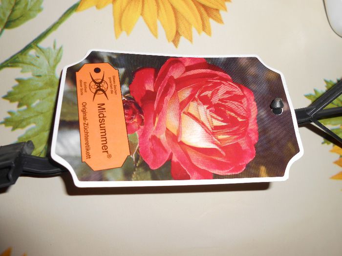 DSCN2216 - yyy 2014 gradina mea