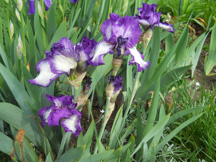 DSCN1450_013