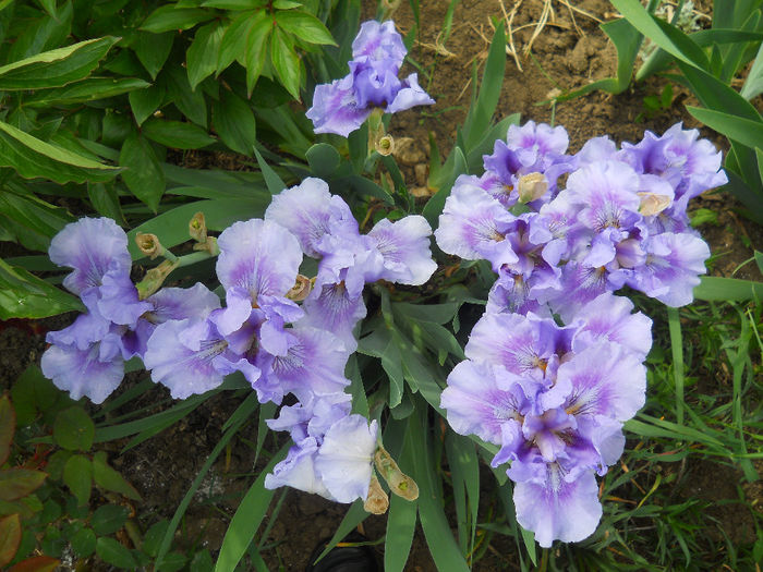 DSCN1454_017