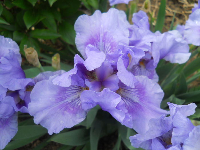 DSCN1456_019