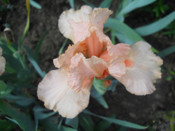 DSCN1460_023