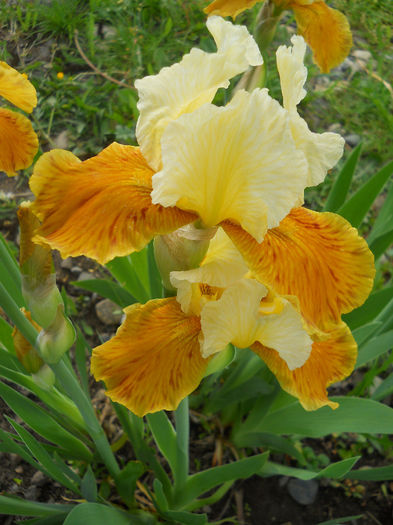 DSCN1464_027