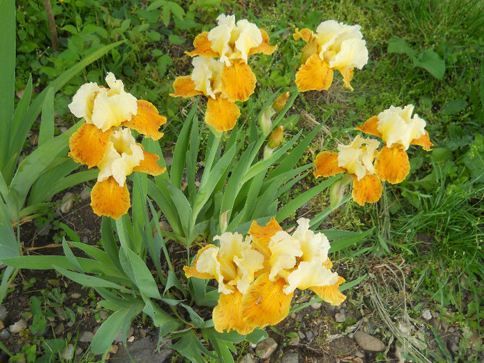 DSCN1467_030