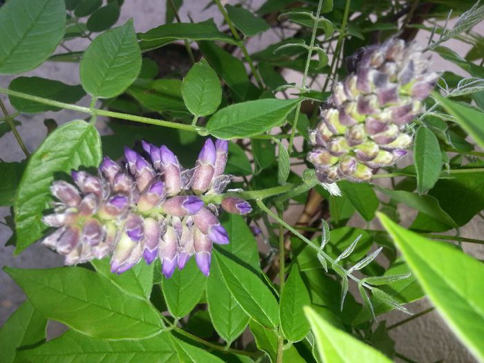 20140423_165052 - ACHIZITII