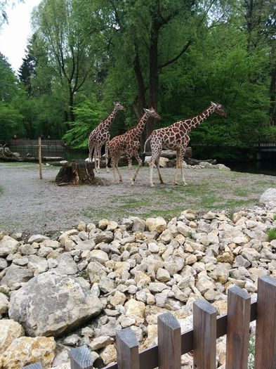 IMG_20140429_132817 - Zoo Munchen Germania