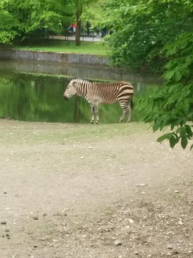 IMG_20140429_142514 - Zoo Munchen Germania