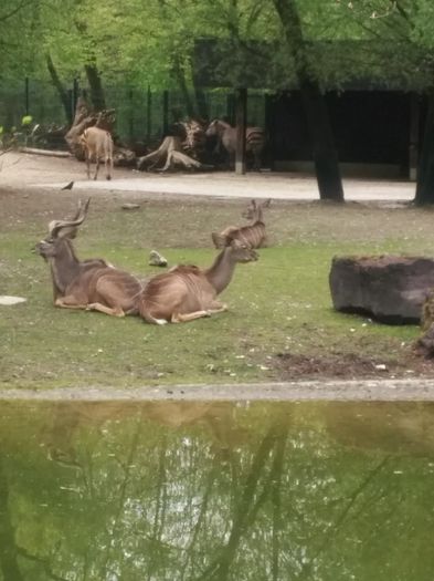 IMG_20140429_142403 - Zoo Munchen Germania