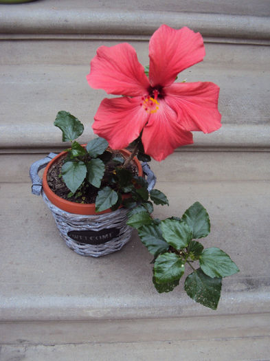 DSC03544 - Hibiscus
