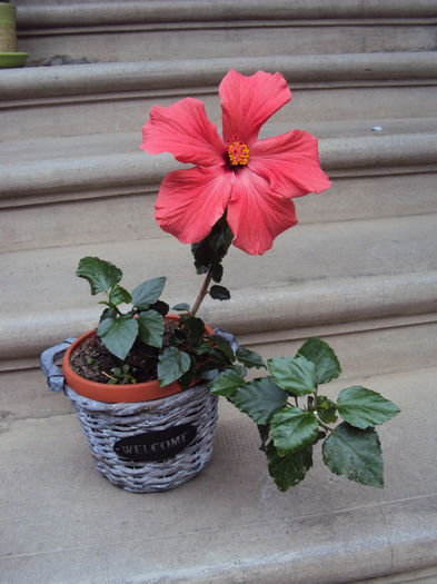 DSC03545 - Hibiscus