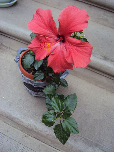 DSC03546 - Hibiscus
