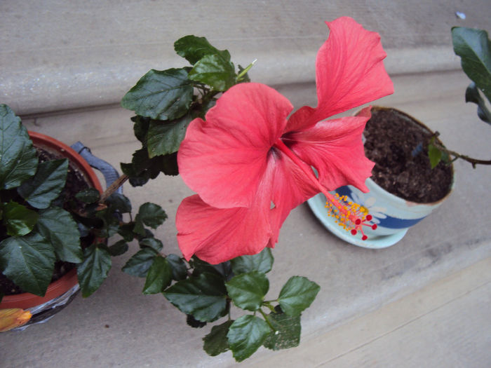 DSC03550 - Hibiscus