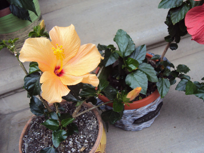 DSC03552 - Hibiscus