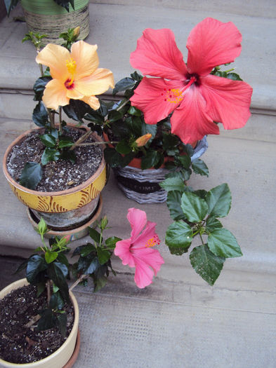 DSC03554 - Hibiscus