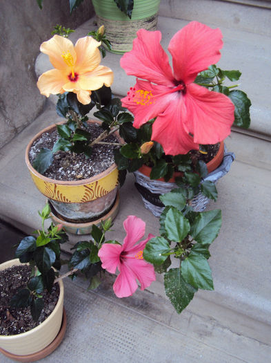 DSC03555 - Hibiscus
