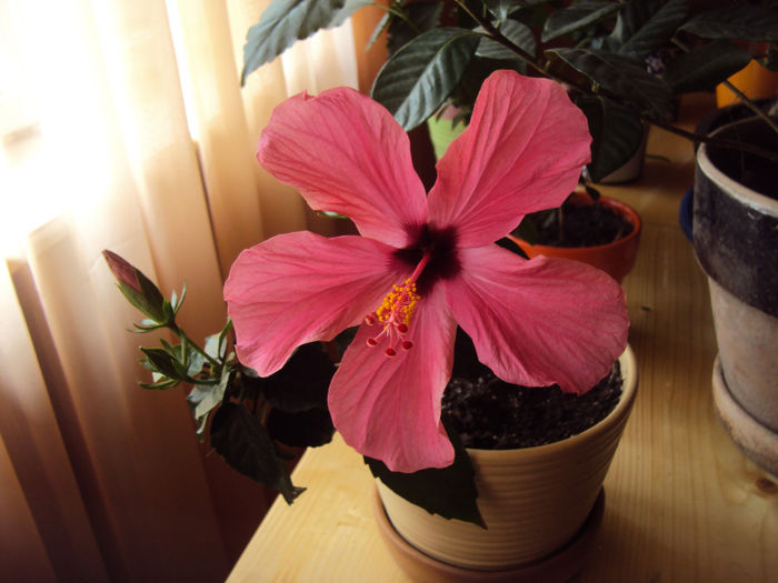 DSC03321 - Hibiscus
