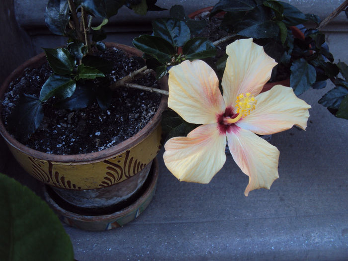 DSC03666 - Hibiscus
