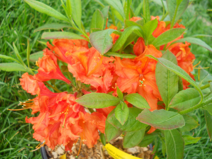 DSCN1475_038 - rhododendron 2013
