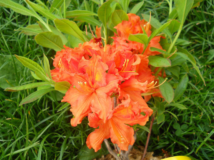 DSCN1476_039 - rhododendron 2013