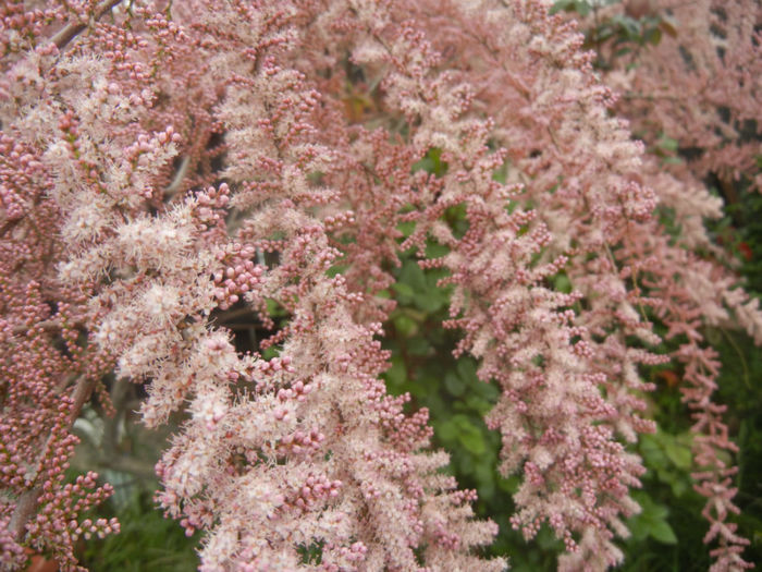 Tamarix tetranda (2014, April 25)