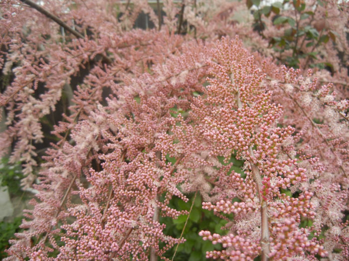 Tamarix tetranda (2014, April 25)