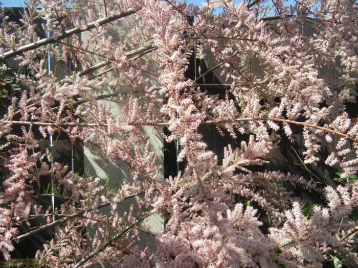 Tamarix tetranda (2014, April 26)