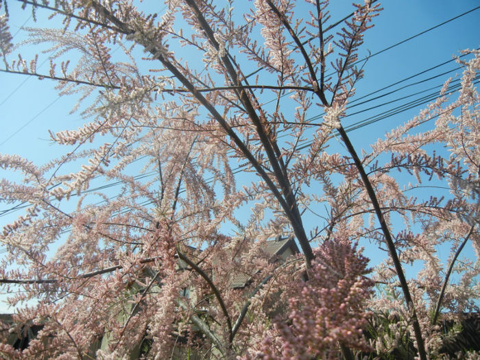 Tamarix tetranda (2014, April 26)