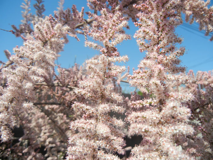 Tamarix tetranda (2014, April 26)