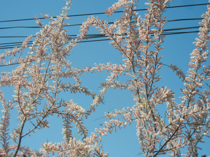 Tamarix tetranda (2014, April 26)